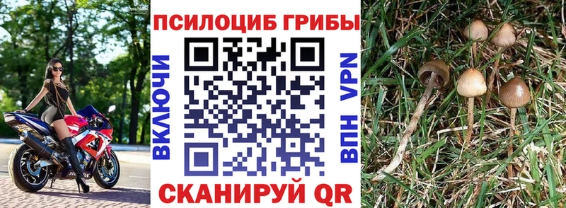 Купить  Облучье  Псилоцибиновые грибы Psilocybine cubensis 
